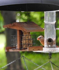 Nikon COOLPIX P900 Digital Camera (Black) 76 61Qr8FXNB L