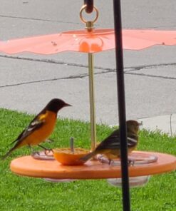 Kettle Moraine Super Oriole Recycled Orange Fruit, Jelly, Mealworm Bird Feeder w/Orange Roof 36 61QvRxuR95L