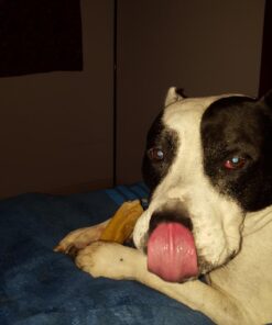 Himalayan Pet Supply Cheese Chews|Long Lasting, Stain Free, Protein Rich, Low Odor|100% Natural, Healthy & Safe|No Lactose, Gluten Or Grains|for Dogs 55 Lbs&Brown,X-Large(521015),5.3 Ounce (Pack of 1) 5.3 Ounce (Pack of 1) 48 61QzVLHLWHL 1