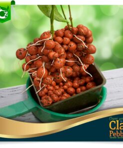 Expanded Clay Pebbles LECA Grow Media for Plants, Orchids, DWC Hydroponics, Aquaponics, Aquaculture Garden Soil Additive Conditioner Amendment Ceramsite Aggregate Cz Garden 2 LBS Cz Expanded Clay Pebbles 33 61R6ZXbEBKL