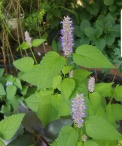 Seed Needs, Anise Hyssop Seeds - 500 Heirloom Seeds for Planting Agastache foeniculum - Medicinal Herb for Tea & Essential Oils, Non-GMO & Open Pollinated (1 Pack) 1 Pack (500 Seeds) 18 61RRhYjLf6L