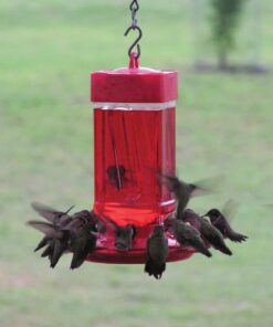 First Nature 3055 32-ounce Hummingbird Feeder 26 61RZVqKXF6L