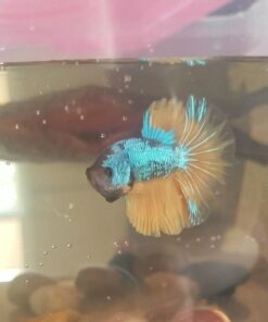 SunGrow Betta Leaves, 8”, 10 Pcs Beneficial Large Catappa Indian Almond Leaves for Overall Development in Fish Tank Aquarium, Water Conditioner Leaves Lower pH Large (8", 10 pack) 39 61RempCc83L