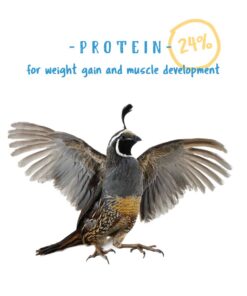 Manna Pro Gamebird Showbird Crumbles|Formulated for birds with Vitamins & Minerals|5 Pounds 5 Pound (Pack of 1) 28 61RjhCJ9k3L 2