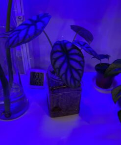 Expanded Clay Pebbles LECA Grow Media for Plants, Orchids, DWC Hydroponics, Aquaponics, Aquaculture Garden Soil Additive Conditioner Amendment Ceramsite Aggregate Cz Garden 2 LBS Cz Expanded Clay Pebbles 47 61RmoynM2AL