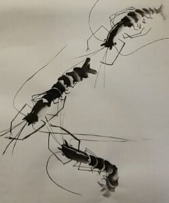 Corciosy Chinese Calligraphy Brush Set -Premium Watercolor Brushes for Kanji, Japanese Sumi, Painting, Drawing, Art Supplies with Roll-up Bamboo Brush Holder 10 Piece/Set 10pcs 35 61Rtk7XcJEL