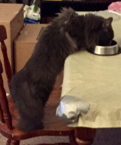 IAMS PROACTIVE HEALTH Healthy Kitten Dry Cat Food with Chicken Cat Kibble, 16 lb. Bag Dry Food 16.00 Pound (Pack of 1) 40 61Rzw1e2d6L