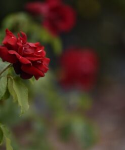 Nikon AF-S NIKKOR 70-200mm f/2.8E FL ED VR Lens Lens only 38 61RzwH CgGL