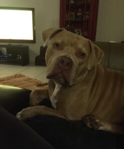 Hill's Science Diet Dry Dog Food, Adult, Sensitive Stomach & Skin, Chicken Recipe, 30 lb. Bag Chicken & Barley 30.00 Pound (Pack of 1) 39 61S3qUUQ hL 2