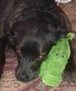 KONG - Cozie Ali Alligator - Indoor Cuddle Squeaky Plush Dog Toy - For Medium Dogs Standard Packaging 32 61S7TCE1jpL