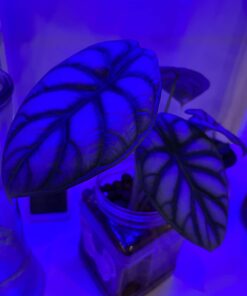 Expanded Clay Pebbles LECA Grow Media for Plants, Orchids, DWC Hydroponics, Aquaponics, Aquaculture Garden Soil Additive Conditioner Amendment Ceramsite Aggregate Cz Garden 2 LBS Cz Expanded Clay Pebbles 48 61SD36e2eL