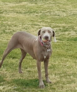 Tourna Mesh Carry Bag of 18 Tennis Balls 21 61SDy20k5GL