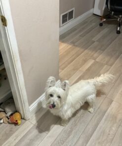 PURINA Busy Made in USA Facilities Toy Breed Dog Bones, Tiny - 30 ct. Pouch 30 Count (Pack of 1) 38 61SMVPd2QeL