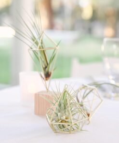 Air Plants Tillandsia Assortment 10 Pack Easy Houseplants for Beginners Small to Medium 1.5"-6"+ 25 61SMyLhEUJL