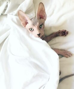 FELINE GREENIES Natural Dental Care Cat Treats Catnip Flavor, 5.5 oz. Pack 35 61SOaHRPciL