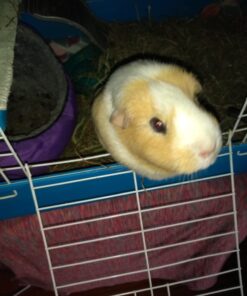 Kaytee All Natural Timothy Hay for Guinea Pigs, Rabbits & Other Small Animals, 6 Pound 6 Pound (Pack of 1) 36 61SYzjlQKWL 2