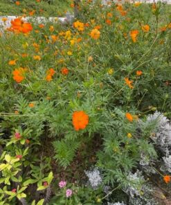 2,000 Seeds of Sulphur Cosmos, Bright Lights Mix by Seeds2Go 33 61SbnobVyVL
