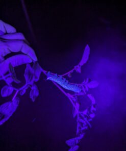 Escolite UV Flashlight Black Light, 51 LED 395 nM Ultraviolet Blacklight Detector for Dog Urine, Pet Stains and Bed Bug 51 UV LED Flashlight 29 61SktluZJbL