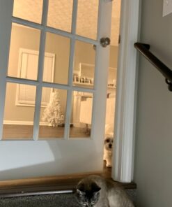 Door Buddy Baby Proof Door Latch for Cats - Grey. Adjustable Cat Door Strap Keeps Baby Out of Cat Food & Litter Box. Simple Child Door Locks for Kids Safety. Baby Gate Cat Door Interior Alternative 25 61SuoDeuo3L 1