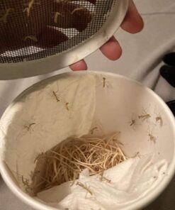 Praying Mantis Egg Case with Hatching Habitat Cup - 2 Praying Mantids Egg Cases 2 Egg Pod Habitat Cup 39 61Sw4niUFYL