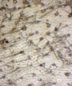 AmScope B120C-E1 40X-2500X LED Biological Binocular Compound Microscope with 3D Double Layer Mechanical Stage + 1.0 MP USB Digital Camera Imager 1.0 MP Camera 34 61T2T0rbREL