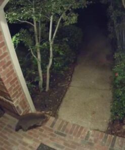 Google Nest Cam Outdoor 2-Pack - 1st Generation - Weatherproof Outdoor Camera - Surveillance Camera with Night Vision - Control with Your Phone 69 61T6MoruWUL