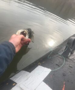 INTEX Explorer Inflatable Boat Series: Dual Air Chambers – Welded Oar Locks – Grab Handles – Bow Rope – Sporty Design Explorer 200 Set 46 61T6NEg7cqL