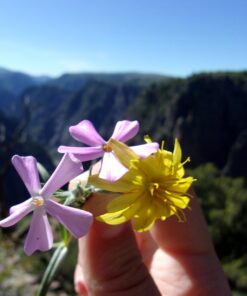 Kodak PIXPRO Friendly Zoom FZ43-BK 16MP Digital Camera with 4X Optical Zoom and 2.7" LCD Screen (Black) Black 50 61T8RBPhAwL