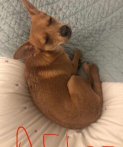 Zesty Paws Omega 3 Alaskan Fish Oil Chew Treats for Dogs - with AlaskOmega for EPA & DHA Fatty Acids - Hip & Joint Support + Skin & Coat Chicken Flavor (90 Soft Chews) 90 Count (Pack of 1) 40 61TBns3CnmL 2