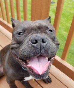 Purina DentaLife Made in USA Facilities Large Dog Dental Chews, Daily - (4) 18 ct. Pouches 18 Count (Pack of 1) 37 61TDfrUqh1L