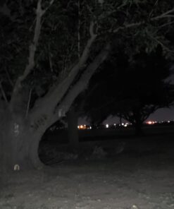 LE Rechargeable LED Camping Lantern, 1000LM, 5 Light Modes, Power Bank, IPX4 Waterproof, Lantern Flashlight for Hurricane Emergency, Hiking, Home and More, USB Cable Included 50 61TGW73OaOL