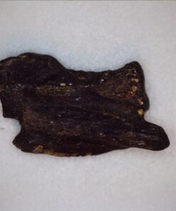 Celestron - 5 MP Digital Microscope Pro - Handheld USB Microscope Compatible with Windows PC and Mac - 20x-200x Magnification - Perfect for Stamp Collecting, Coin Collecting Handheld Digital Microscope Pro 79 61TISTYOkL