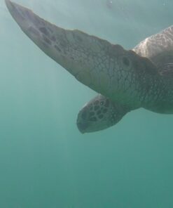 GoPro HERO Session Waterproof Digital Action Camera Camera Only 44 61TUZ3C5iIL