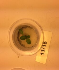 Organic Lettuce Seeds, APPR. 1,100, Lettuce Blend, Heirloom Vegetable Seeds, Certified Organic, Non GMO, Non Hybrid, USA 35 61TW28 UWwL