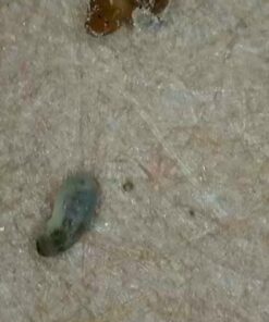 Green Lacewing Eggs - 10,000 Live Eggs Packed in Rice Hulls 22 61TXiYDYOxL