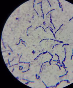 OMAX 40X-2000X LED Binocular Compound Lab Microscope w/ Double Layer Mechanical Stage + Blank Slides, Cover Slips, & Lens Cleaning Paper, M82ES-SC100-LP100 53 61TZj4sAaLL