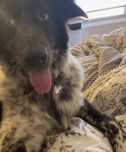 Three Dog Bakery Soft Baked Classic Cookies with Oats and Apple, Premium Treats for Dogs, 13 Ounce Box (114334) 13 Ounce (Pack of 1) 30 61TniAjwCQL