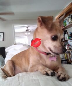 GREENIES PILL POCKETS for Dogs Tablet Size Natural Soft Dog Treats, Chicken Flavor, 3.2 oz. Pack (30 Treats) 3.2 Ounce (Pack of 1) 37 61TpIF6WaXL