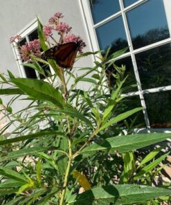 Seed Needs, Pink Swamp Milkweed Seeds for Planting (Asclepias incarnata) Heirloom, Open Pollinated & Untreated, Attracts Monarch Butterflies (2 Packs) 2 Packs (200 Seeds) 26 61U1bETaZL 1