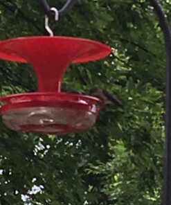 Roamwild Hanging Hummingbird Feeder for Outdoors with Double Moat Guard Technology | 5 Feeding Stations with Quick Easy Filling Port | 20 fl oz Nectar Large Capacity - Purple Petals (Yellow) Yellow 36 61UDUm2o4JL