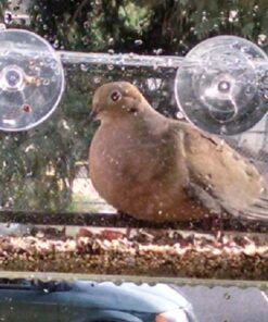 Yardly Noticed Window Bird Feeder with Removable Tray, Drain Holes, Extended Perch, 4 Suction Cups - Crystal Clear See Through Design 2017 - See Wild Birds Up Close, Great for Kids & Cats Large 35 61UQ CxBEL