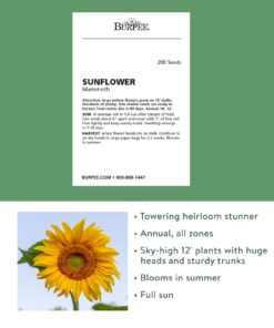 Alternative view of Burpee Mammoth Russian Sunflower Seeds 200 seeds