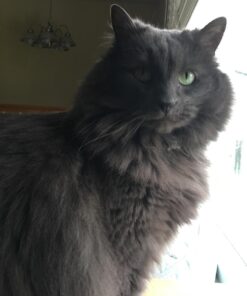 Purina Fancy Feast Dry Cat Food Filet Mignon Flavor with Seafood and Shrimp - 7 lb. Bag Filet Mignon, Seafood & Shrimp 7.00 Pound (Pack of 1) 41 61UTnOkhV9L