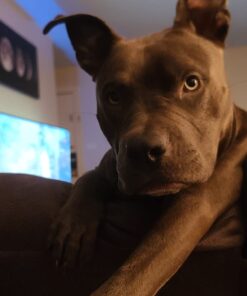 Muscle Bully Gains - Mass Weight Gainer for Dogs, Whey Protein, Flax Seed (for Bull Breeds, Pit Bulls, Bullies) Increase Healthy Natural Weight, Made in The USA (90 Servings) 90 Servings 46 61UXuyoys2L