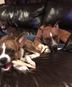 Nylabone Wishbone Power Chew Dog Toy Medium/Wolf (1 Count) Medium up to 35 lbs. 36 61UiW8ydr3L