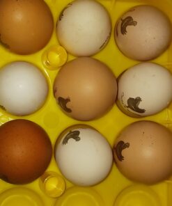 Coghlan's Egg Holder 12 Eggs 27 61Uu3SgilBL