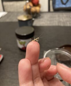 Praying Mantis Egg Case with Hatching Habitat Cup - 2 Praying Mantids Egg Cases 2 Egg Pod Habitat Cup 40 61Uu9VacYiL