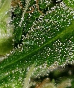 Jiusion Original 40-1000X USB Microscope with Portable Carrying Case, Digital Magnification Endoscope Camera 8 LEDs Metal Base for Micro USB USB-C Android, Windows Mac Linux Chrome 38 61UyjBscdL