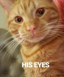 FELINE GREENIES SMARTBITES Skin & Fur Crunchy and Soft Natural Cat Treats, Chicken Flavor, 2.1 oz. Pack 2.1 Ounce (Pack of 1) 37 61V0tg4lZL