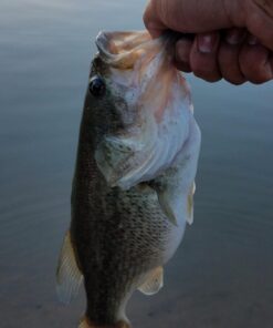 Entsport E Series - Camo Legend 2-Piece 7-Feet Casting Rod 24 Ton Carbon Fiber Baitcasting with 2 Tips - Medium and Medium Heavy Portable Bass Fishing Rod Baitcaster 44 61V12S5du7L